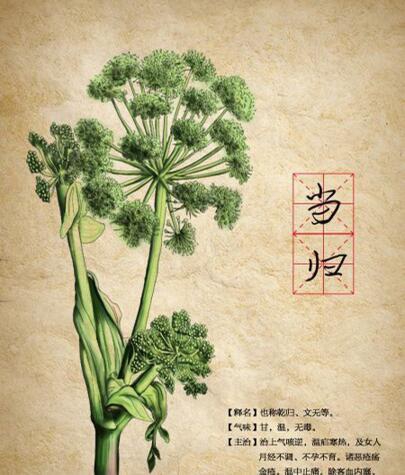 种植当归如何育苗